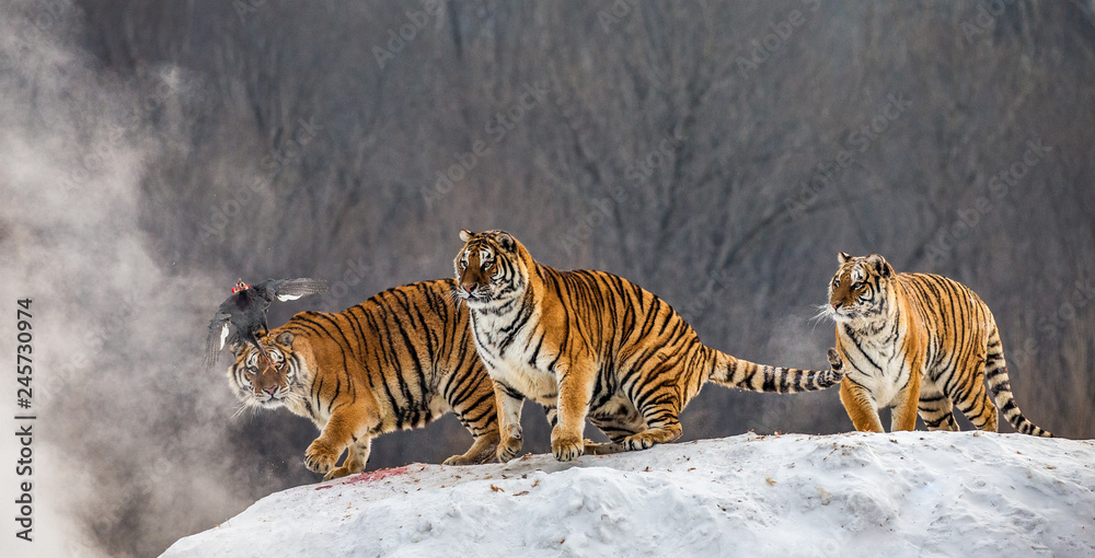 Fototapeta premium Kilka tygrysów syberyjskich stoi na zaśnieżonym wzgórzu i łapie zdobycz. Chiny. Harbin. Prowincja Mudanjiang. Park Hengdaohezi. Park Tygrysów Syberyjskich. Zimowy. Twardy mróz. (Panthera tgris altaica)