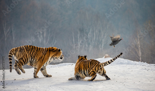 Siberian tigers in a snowy glade catch their prey. Very dynamic shot. China. Harbin. Mudanjiang province. Hengdaohezi park. Siberian Tiger Park. Winter. Hard frost.  Panthera tgris altaica 