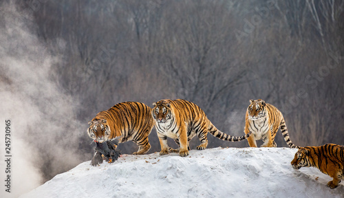 Several siberian tigers are standing on a snow-covered hill and catch prey. China. Harbin. Mudanjiang province. Hengdaohezi park. Siberian Tiger Park. Winter. Hard frost. (Panthera tgris altaica)