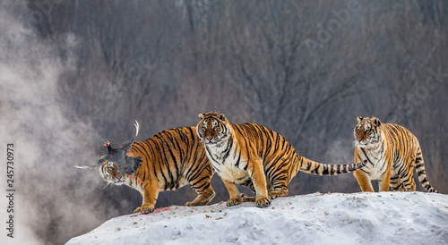 Several siberian tigers are standing on a snow-covered hill and catch prey. China. Harbin. Mudanjiang province. Hengdaohezi park. Siberian Tiger Park. Winter. Hard frost.  Panthera tgris altaica 