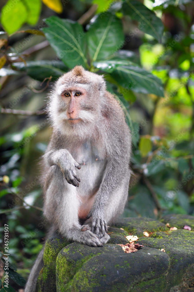 portrait of an adult macaque on a stone portrait of an adult macaque on a stone
