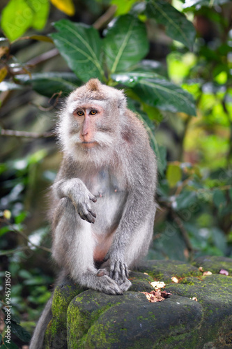 portrait of an adult macaque on a stone