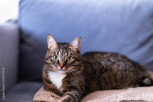 domestic cat resting lying on the couch