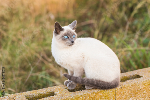 Quadro su tela Pets and pedigree animals concept - Portrait of the siamese cat with blue eyes