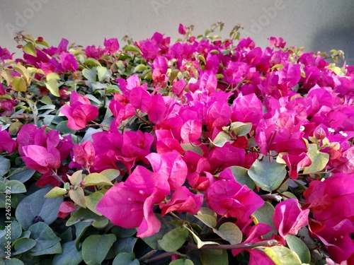 Photo of Bougainvillea Vera Deep Purple