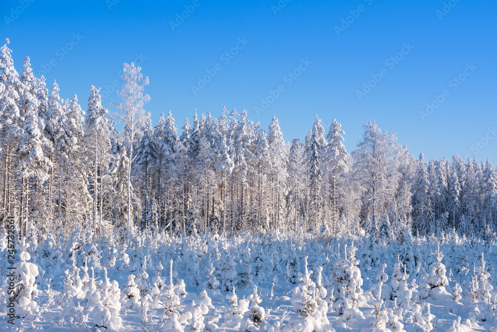 Snowy Pine Forest Winter Landscape In, Eastern North America Landscape