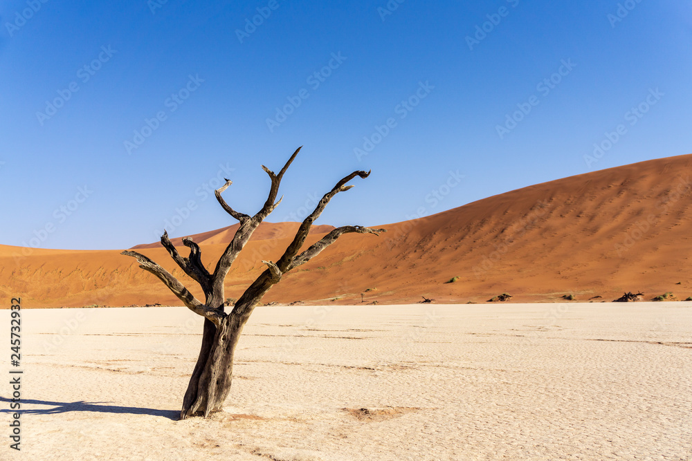 travel destination Deadvlei at the Namib Desert, orange sand dunes travel destination Deadvlei at the Namib Desert, orange sand dunes