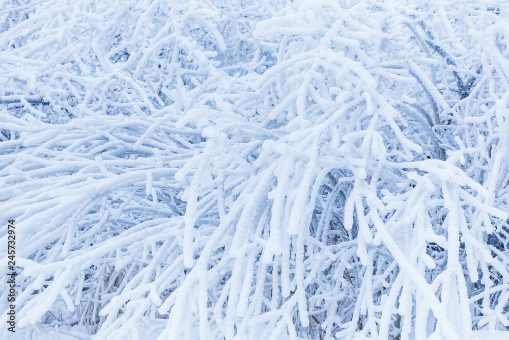 Tree branches in heavy hoarfrost textured. Evaporation in winter concept Tree branches in heavy hoarfrost textured. Evaporation in winter concept