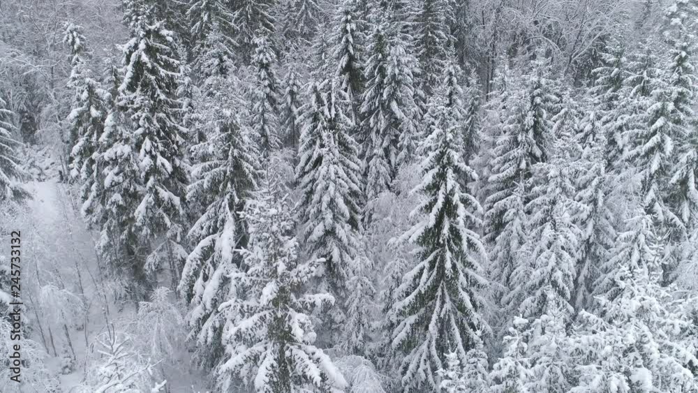 Aerial shot of flying over snowy forest in winter season Aerial shot of flying over snowy forest in winter season
