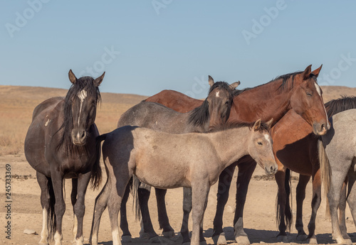 Wild Horses in the Utah Desert