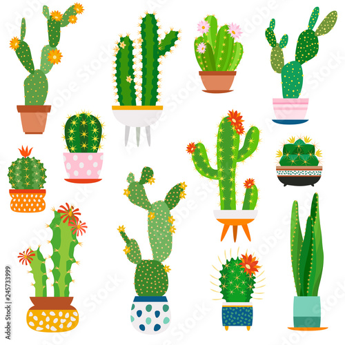 Cactus pots. Home plants cacti flowers in ceramic pot succulent plant, cactuses with prickles flora garden