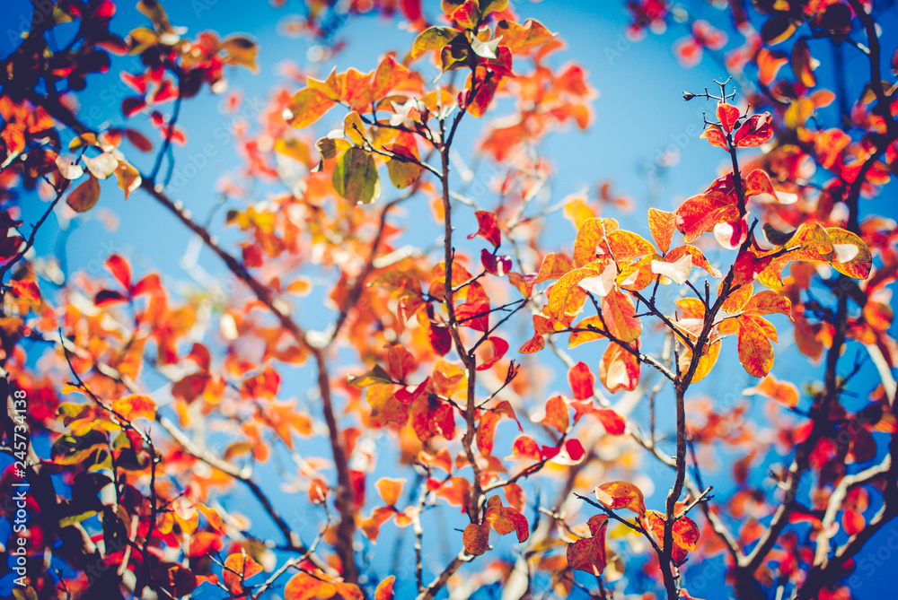 Garden and nature Garden and nature