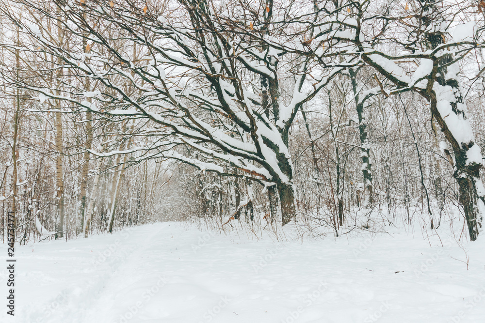 Fototapeta premium fabulous winter frosty white forest with dark tree trunks