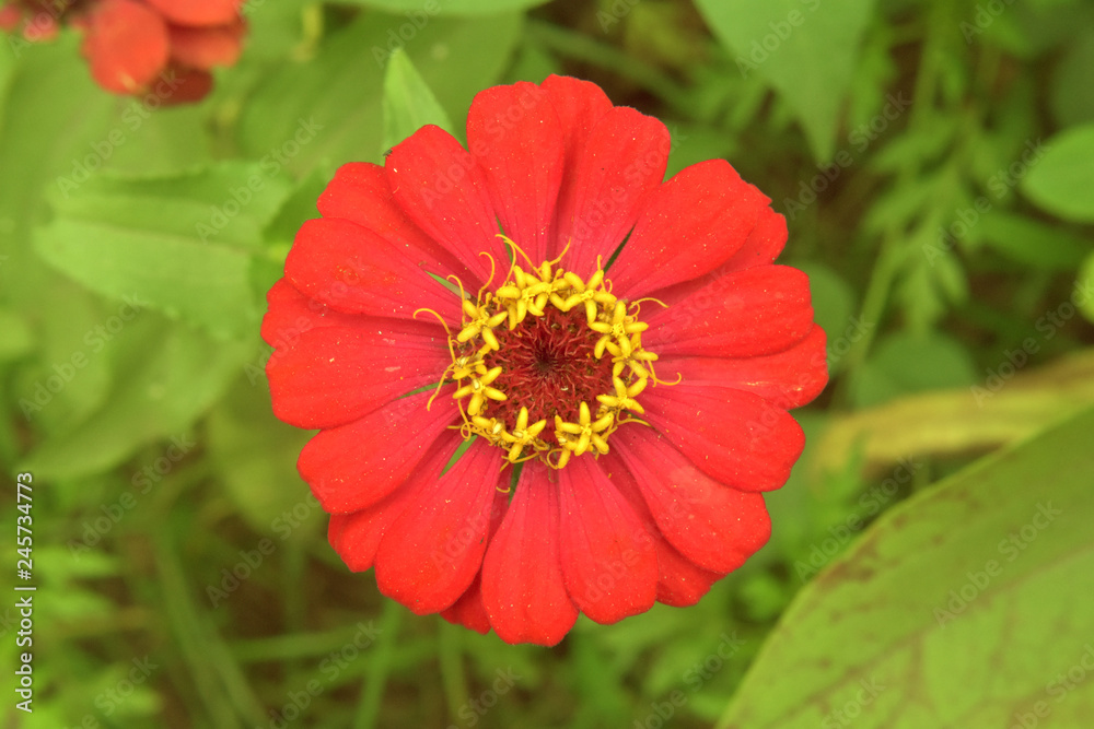 red color flower beauty nature red color flower beauty nature