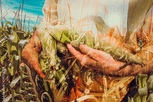 Farmer at cultivated corn plantation in background. Double exposure concept Image. photo