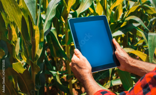 Farmer using digital tablet computer, cultivated corn plantation in background. Modern technology application in agricultural growing activity concept Image.