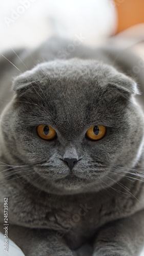 Scottish fold cat 4