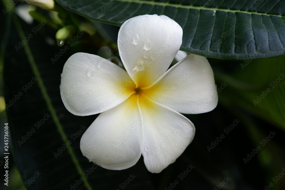 frangipani flower on a green background frangipani flower on a green background