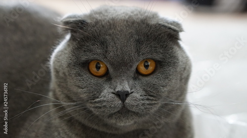 Scottish fold cat