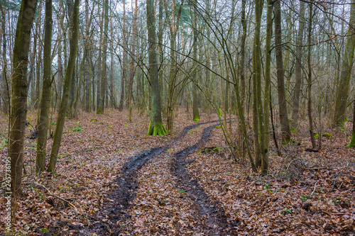 Obraz na plátně Traces of wheels on the road through a dense and bleak forest with fallen leaves