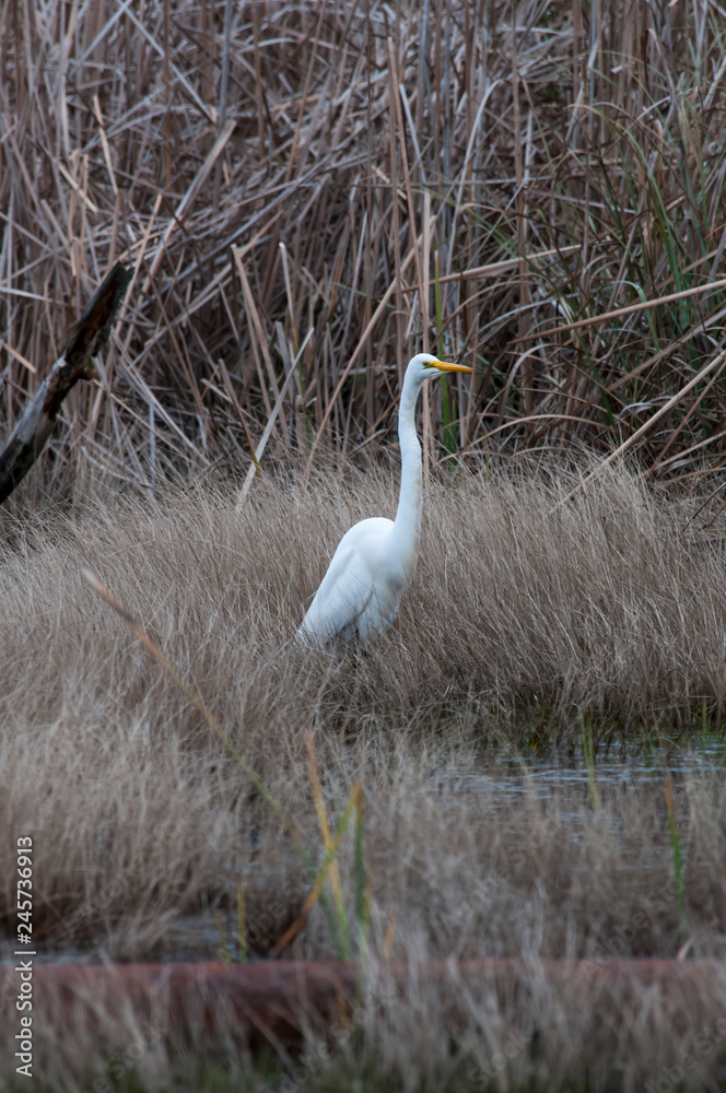 Fototapeta premium Great White Egret in marsh