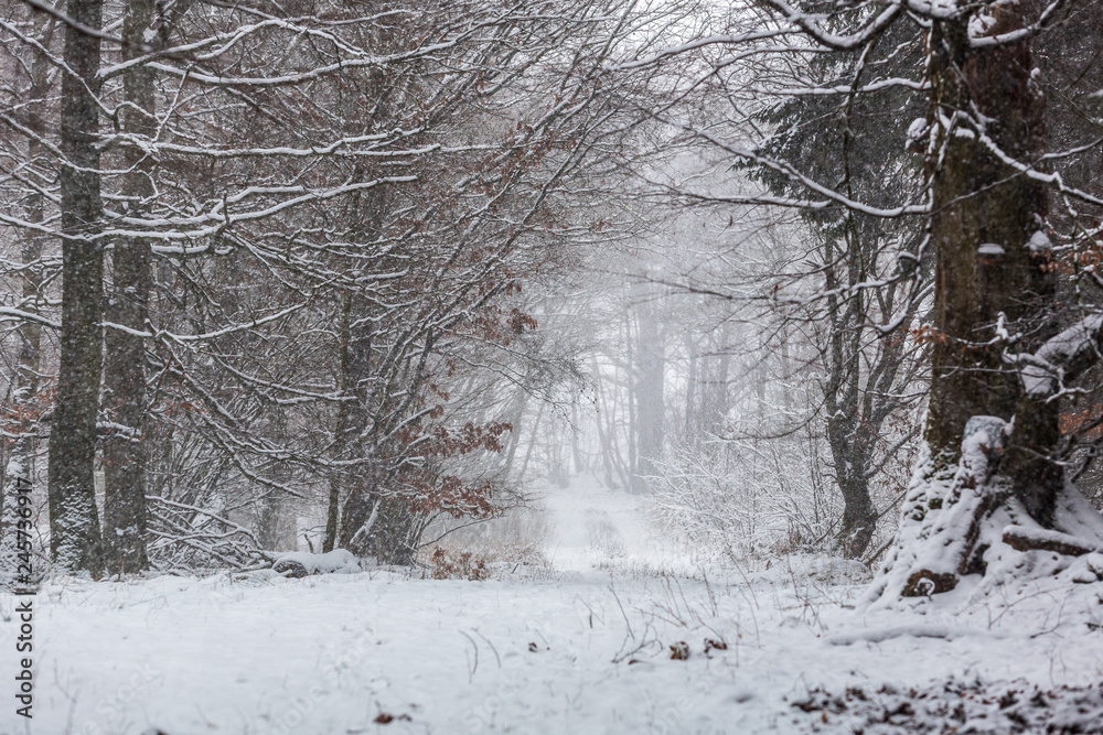 Fototapeta premium Skogsväg genom en lövskog en vinterdag med snöfall