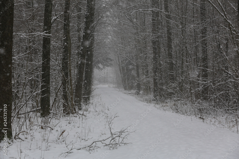 Skogsväg genom en lövskog en vinterdag med snöfall