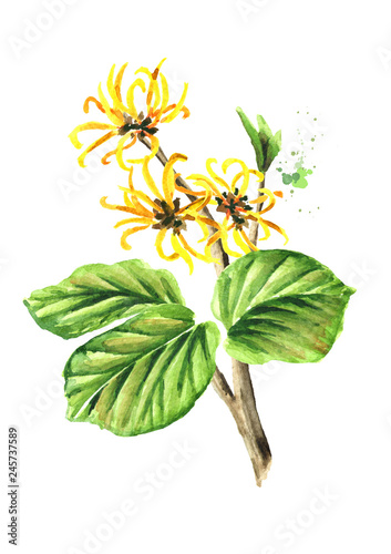 Blossoming branch of a witch hazel with leaves and flowers medicinal plant Hamamelis. Watercolor hand drawn illustration, isolated on white background