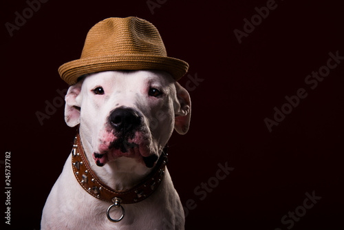 dog with hat