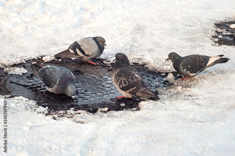 Fototapeta premium Pigeons drink melt water in the snow in winter.