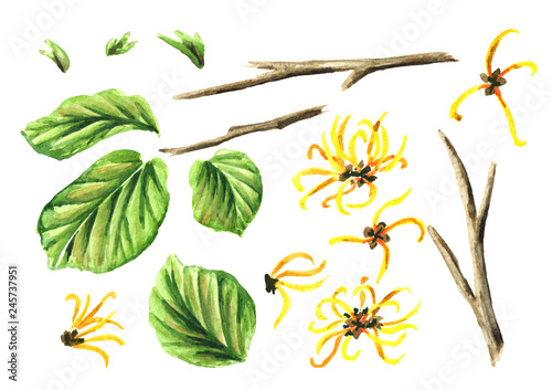 Witch hazel elements set with leaves and flowers, medicinal plant Hamamelis. Watercolor hand drawn illustration isolated on white background