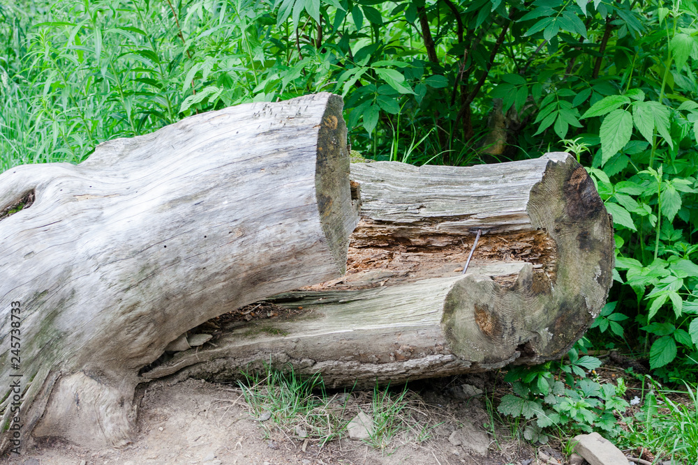 Vintage tree trunk lying in a national park. They rotted the trunk of a tree, which was destroyed by atmospheric conditions.