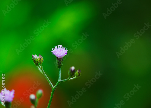 Purple flower blooming with macro close up in the green nature backgrounds