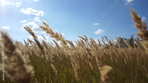 In high grass field