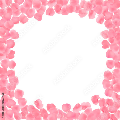 Background with realistic pink rose petals isolated on white background.