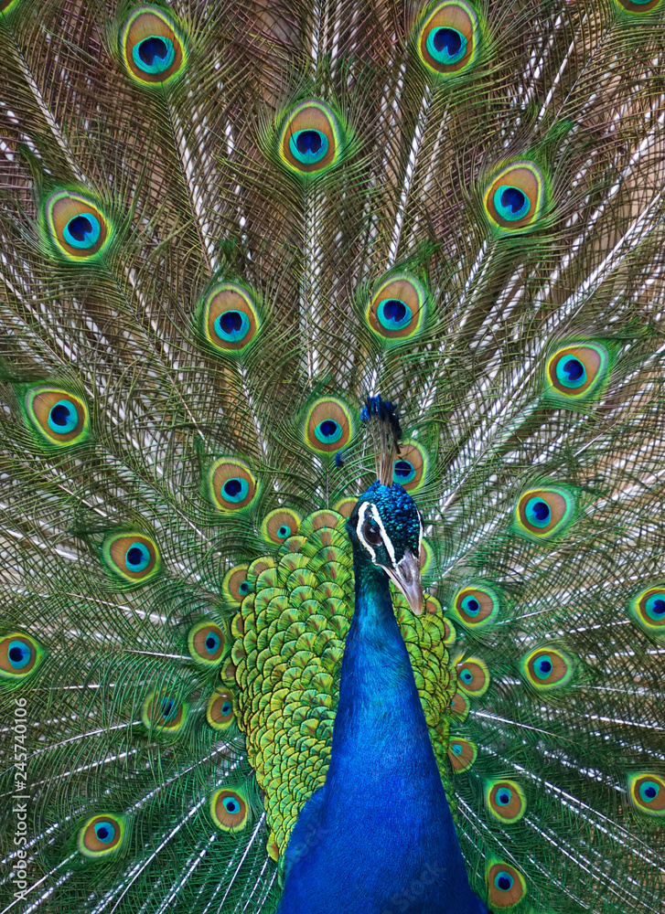 Obraz premium Peacock in Full Display