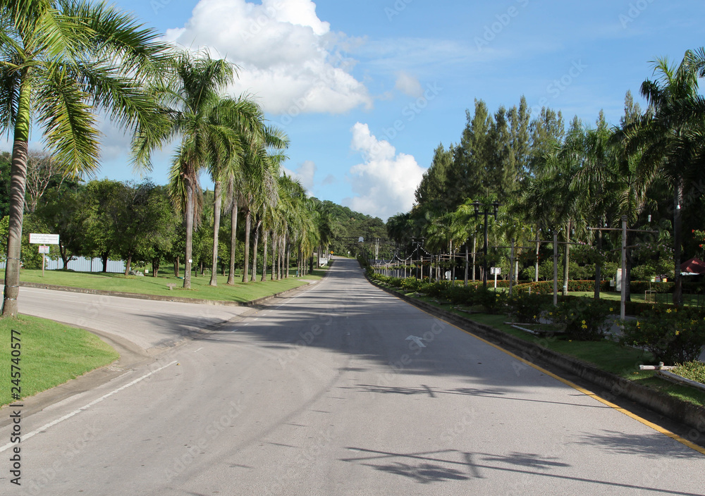 The road in the tropical garden.