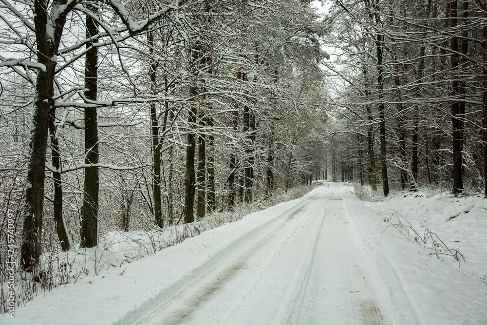 Long snow-covered road through beauty mystical forest Long snow-covered road through beauty mystical forest