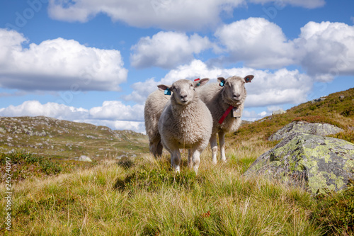 Rree range sheep grazing on a mountain slope in Norway