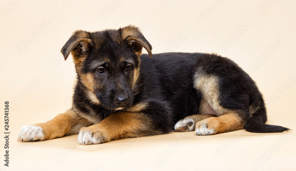 cute shepherd puppy looks cute shepherd puppy looks