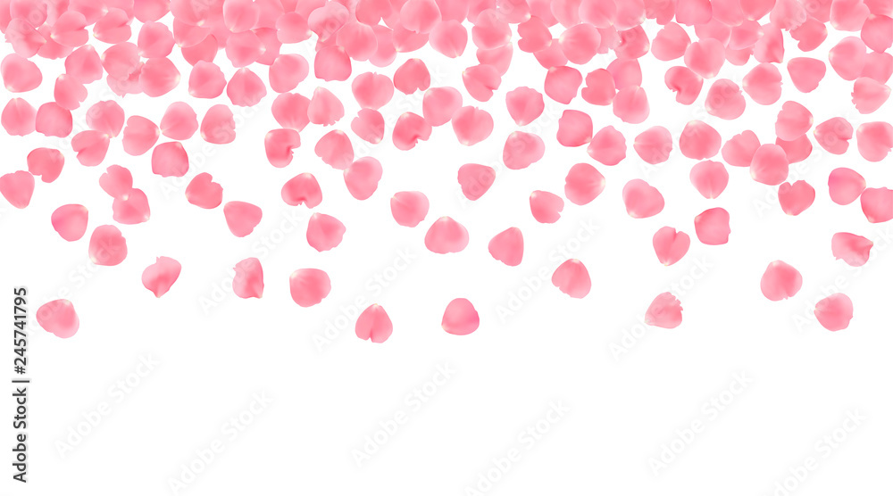 Background with realistic pink rose petals isolated on white background. Background with realistic pink rose petals isolated on white background.