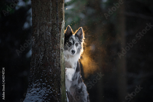 the dog is hiding behind a tree. Border Collie in the woods in winter. Walk with your pet  travel