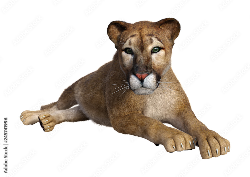 3D Rendering Big Cat Puma on White 3D Rendering Big Cat Puma on White