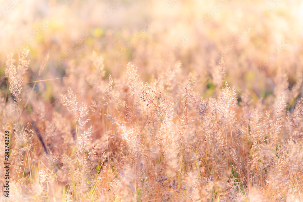 Blurred soft image vivid fresh bright sweet colorful of Grass flower in the morning sunshine, to nature background concept.