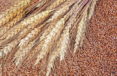 background of wheat ears lie on Golden wheat grains scattered on wooden table