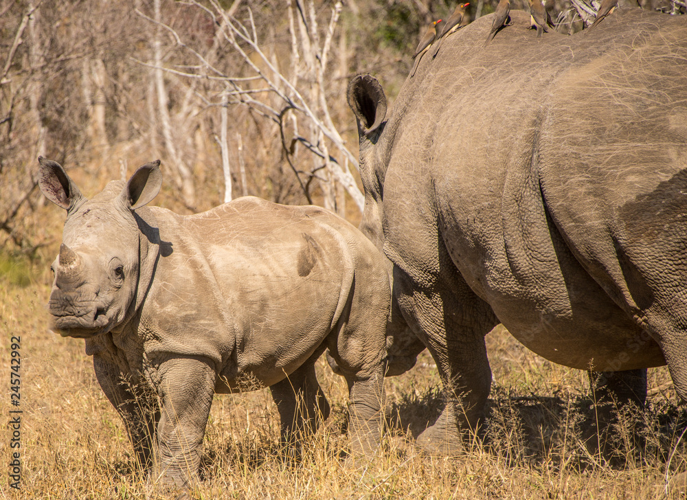 Fototapeta premium Portrait of a rhino in the grass lands of a national park in south africa
