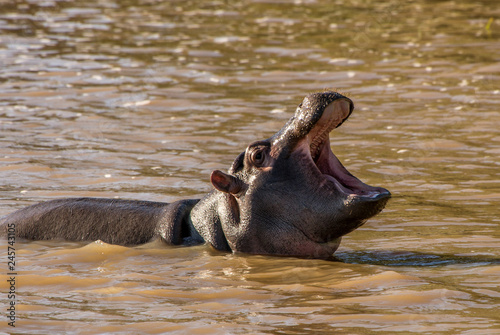 A hippo takes a bath in the river