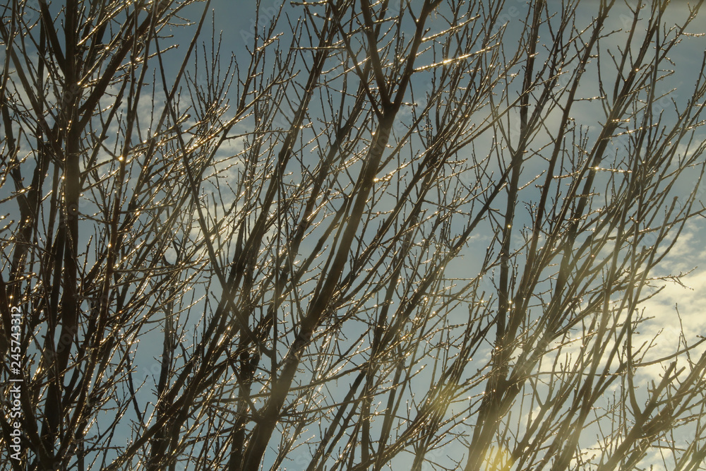 Frozen Trees Rising in the Sky Frozen Trees Rising in the Sky