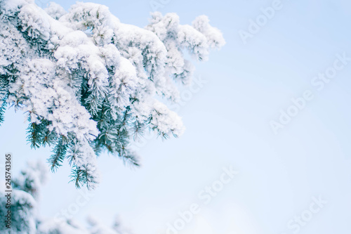 Snowy branch of a spruce on a sunny day close-up