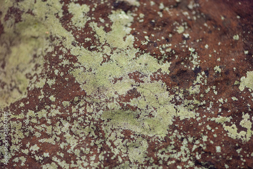 crustose lichen on stone